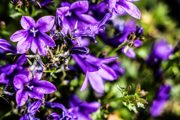 Blumen auf meinem Balkon - (c) Liz Lammers.jpg